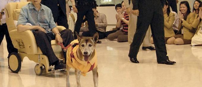 Pria Thailand menghadapi 37 tahun penjara karena menghina anjing raja di media sosial