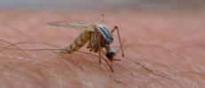 Microsoft готовит армию дронов для ловли комаров