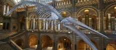Хоуп, скелет синего кита, занимает центральное место в лондонском Музее естественной истории.