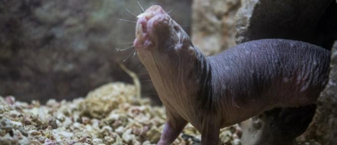 Kita perlu berbicara tentang mengapa tikus mondok telanjang adalah mamalia yang luar biasa