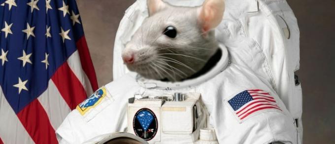 Капсула SpaceX Dragon возвращается на Землю с отрядом мышей-астронавтов