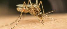 Twitter banna l'uomo per minaccia di morte per zanzara